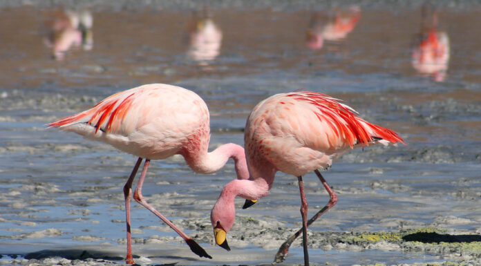 Tuz Gölü’nde yüzlerce flamingo ölü olarak bulundu