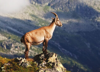 Yaban hayvanlarını para için katledecekler