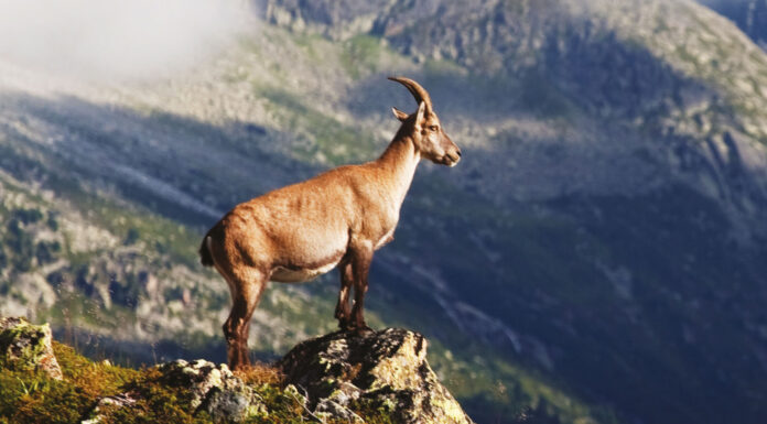 Yaban hayvanlarını para için katledecekler