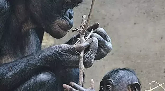 Beynin büyüklüğü başparmakta gizli