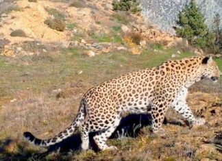 Anadolu parsına zarar verene 45 milyon ceza