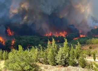 Orman yangınlarında son durum ne, söndürüldü mü? Bakan Yerlikaya açıkladı
