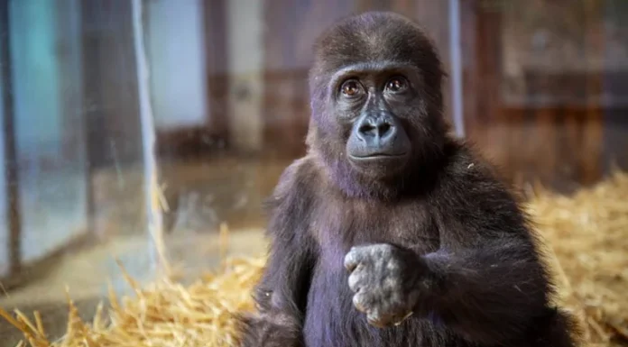 DNA testi sonuçlandı: Goril ‘Zeytin’ Türkiye’de kalacak