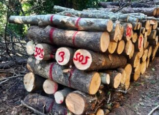 Milli parkta ağaç kıyımı büyük tepki çekti