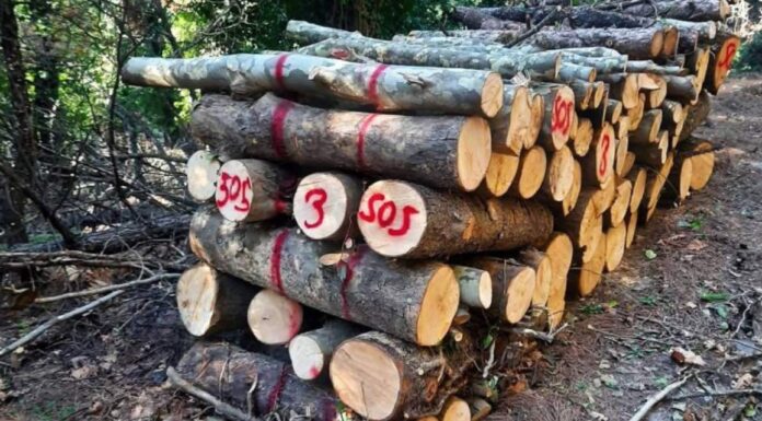 Milli parkta ağaç kıyımı büyük tepki çekti