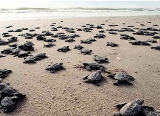Caretta caretta yavruları denizle buluştu