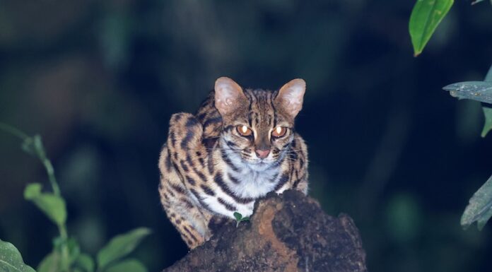 Antik Çin’deki kediler evcil türler değildi