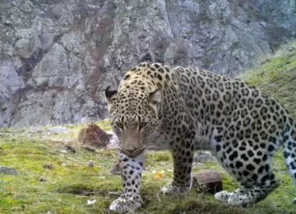 Koruma altındaki türler için cezalar arttı