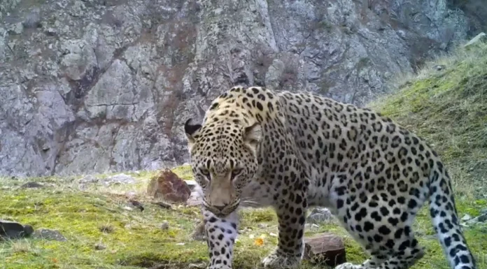 Koruma altındaki türler için cezalar arttı