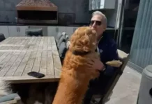 Şovmen Mehmet Ali Erbil can dostunu kaybetti