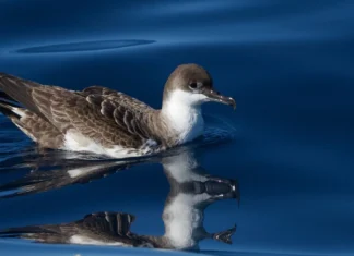 Türkiye’de daha önce hiç görülmeyen nadir bir kuş türü görüntülendi