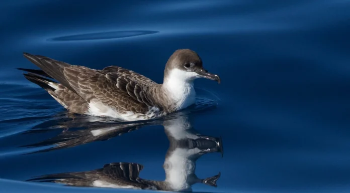 Türkiye’de daha önce hiç görülmeyen nadir bir kuş türü görüntülendi