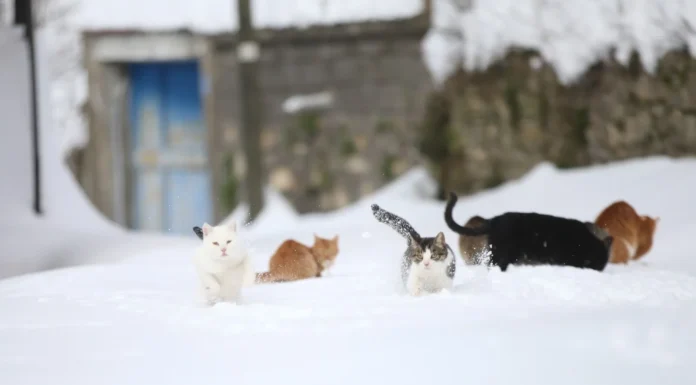 20 kentte alarm, kar geri geliyor