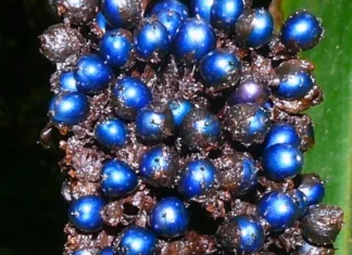 Bu meyve mavi değil! Doğanın en etkileyici optik yanılsaması