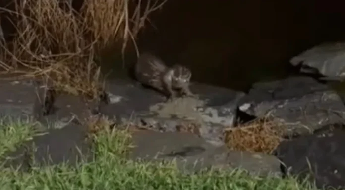 Küçükçekmece’de nesli tehlike altındaki su samuru görüntülendi
