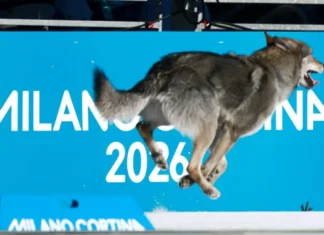 Kış Olimpiyatları’ndan tuhaf ve ilginç hikâyeler