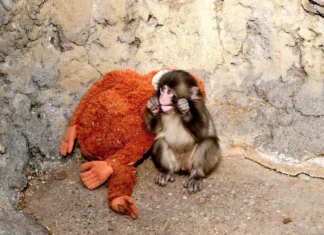 Annesi tarafından terk edilen yavru maymun, pelüş oyuncağıyla bağ kurdu