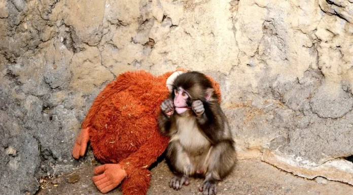 Annesi tarafından terk edilen yavru maymun, pelüş oyuncağıyla bağ kurdu