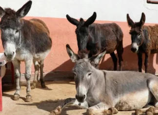 Türkiye’de eşek sayısı çok azaldı