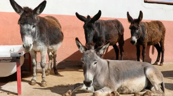 Türkiye’de eşek sayısı çok azaldı