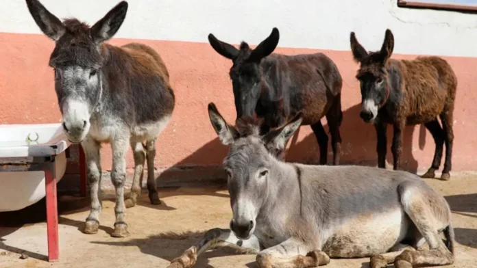 turkiyede-esek-sayisi-azaldi-mk2t