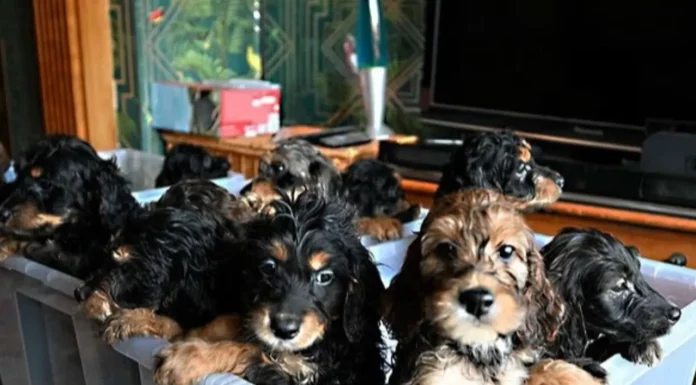 Tek batında 17 yavru