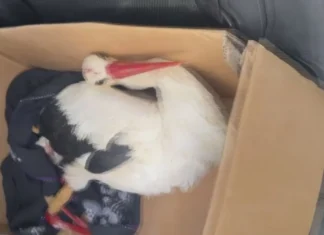 Göç yolundaki leyleklere av tüfeğiyle ateş ettiler