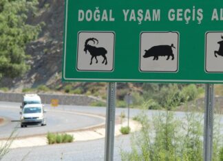 Yaban hayatı: Ölüm yolu