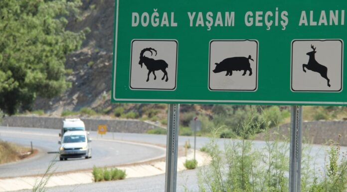 Yaban hayatı: Ölüm yolu