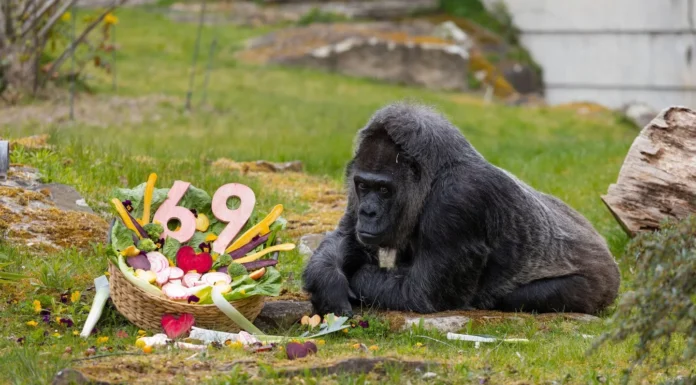 En yaşlı goril 69 oldu