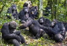 Şempanzelerin savaşı