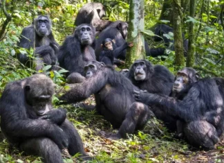 Şempanzelerin savaşı