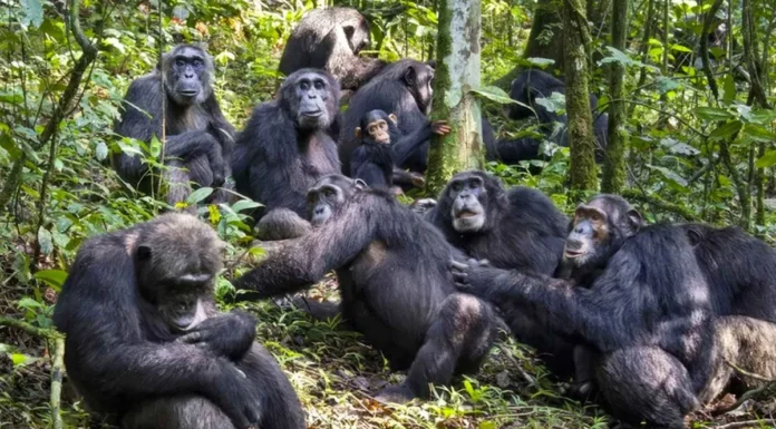 Şempanzelerin savaşı