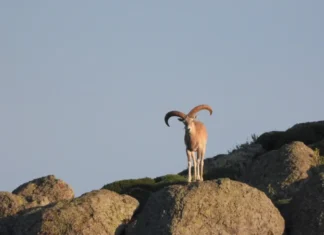 YASA DIŞI AVCI ŞIRNAK’TA SUÇÜSTÜ YAKALANDI