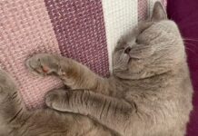 İNSANLIĞIN BİNLERCE YILLIK DOSTU: KEDİLER