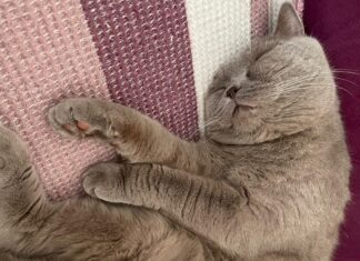 İNSANLIĞIN BİNLERCE YILLIK DOSTU: KEDİLER