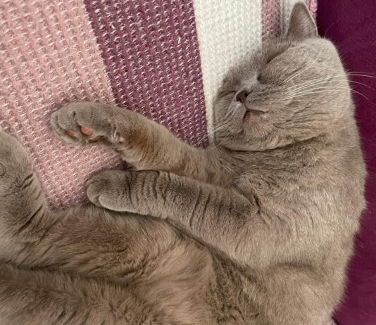 İNSANLIĞIN BİNLERCE YILLIK DOSTU: KEDİLER