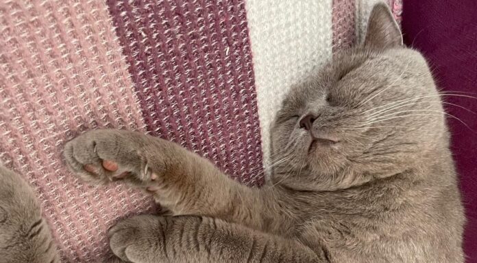 İNSANLIĞIN BİNLERCE YILLIK DOSTU: KEDİLER
